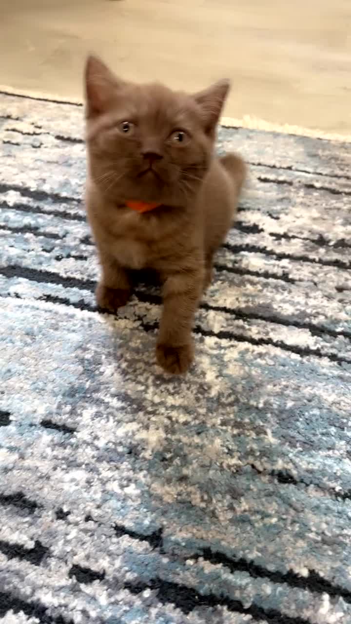 British Shorthair cats for sale: Pure cinnamon British short hair - Video 3