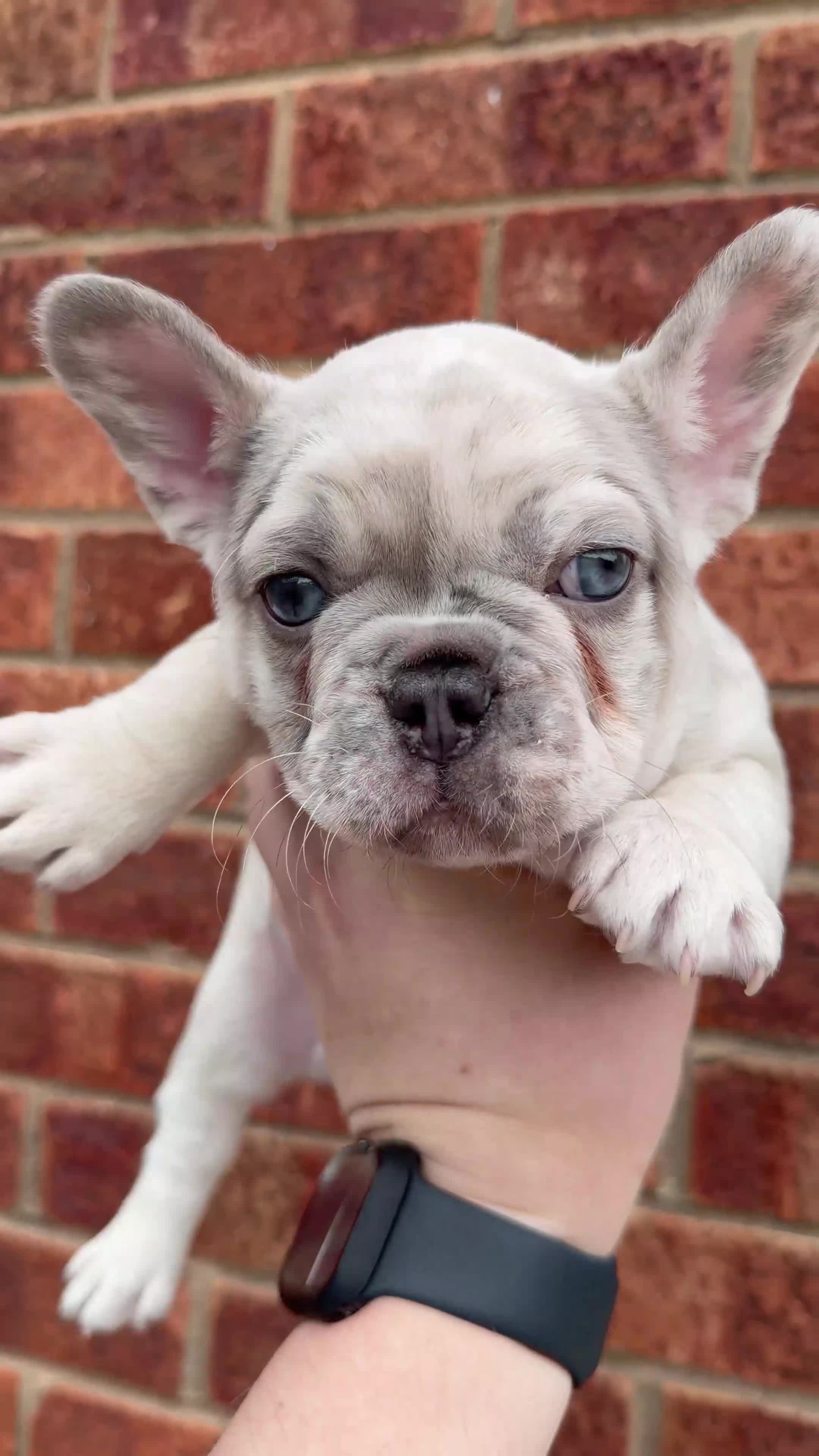 French Bulldog dogs for sale: Outstanding Frenchbull dog - Video 1
