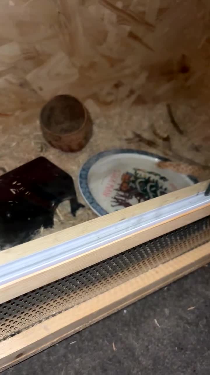 Snake reptiles for sale: Noodle the Hognose  - Video 1