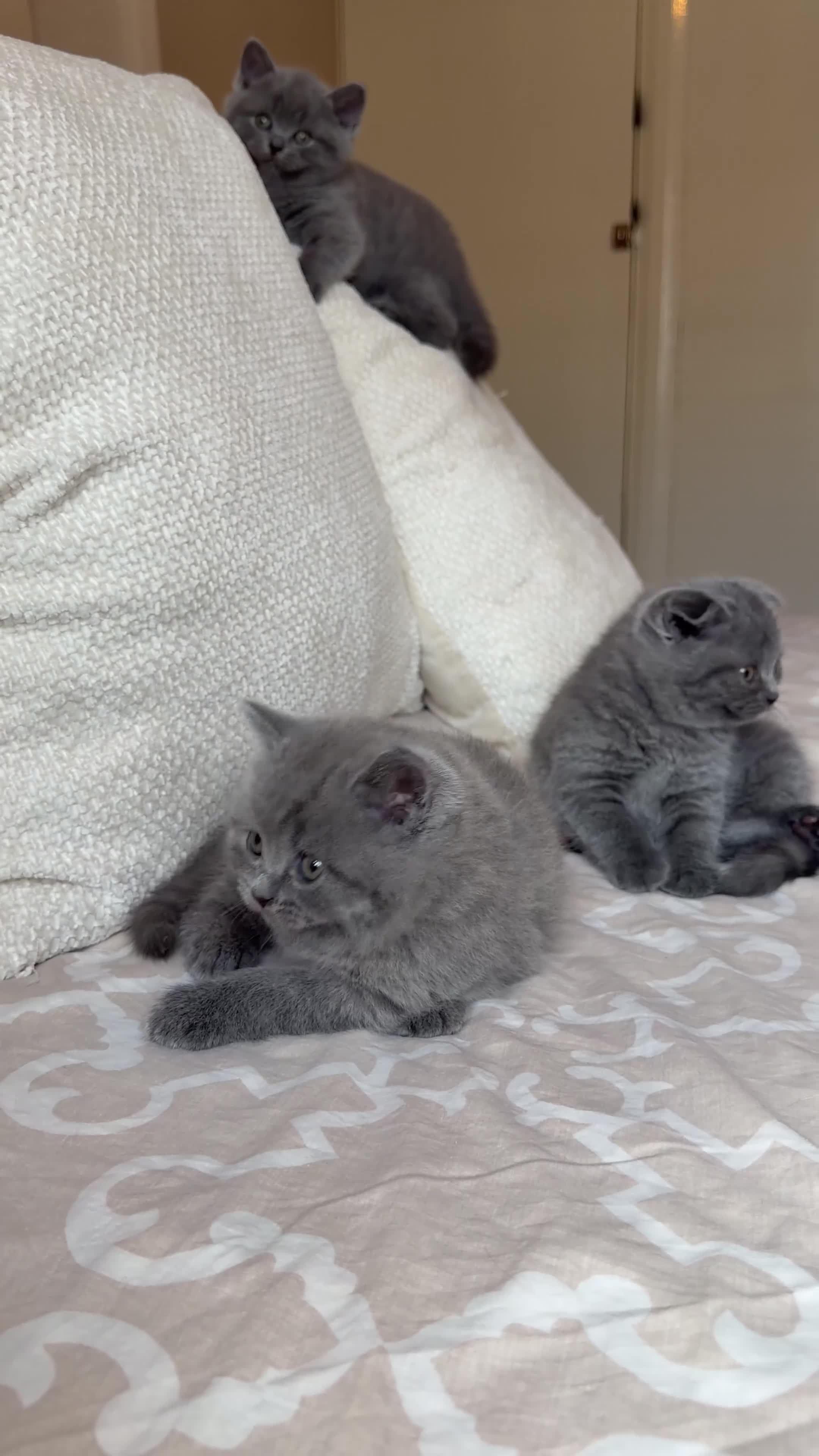 Scottish Fold cats for sale: Gorgeous blue Scottish folds/straights - Video 1