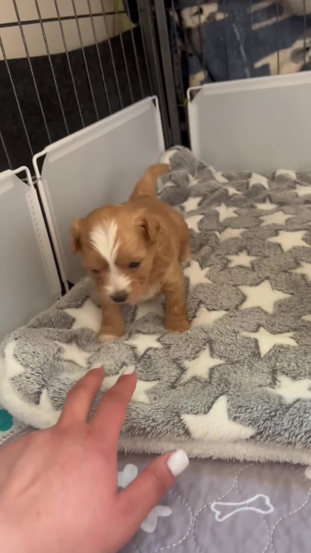 Maltipoo dogs for sale: 2 BOY LEFT RARE Tiny F1B Maltipoo Puppies 5 Weeks - Video 5