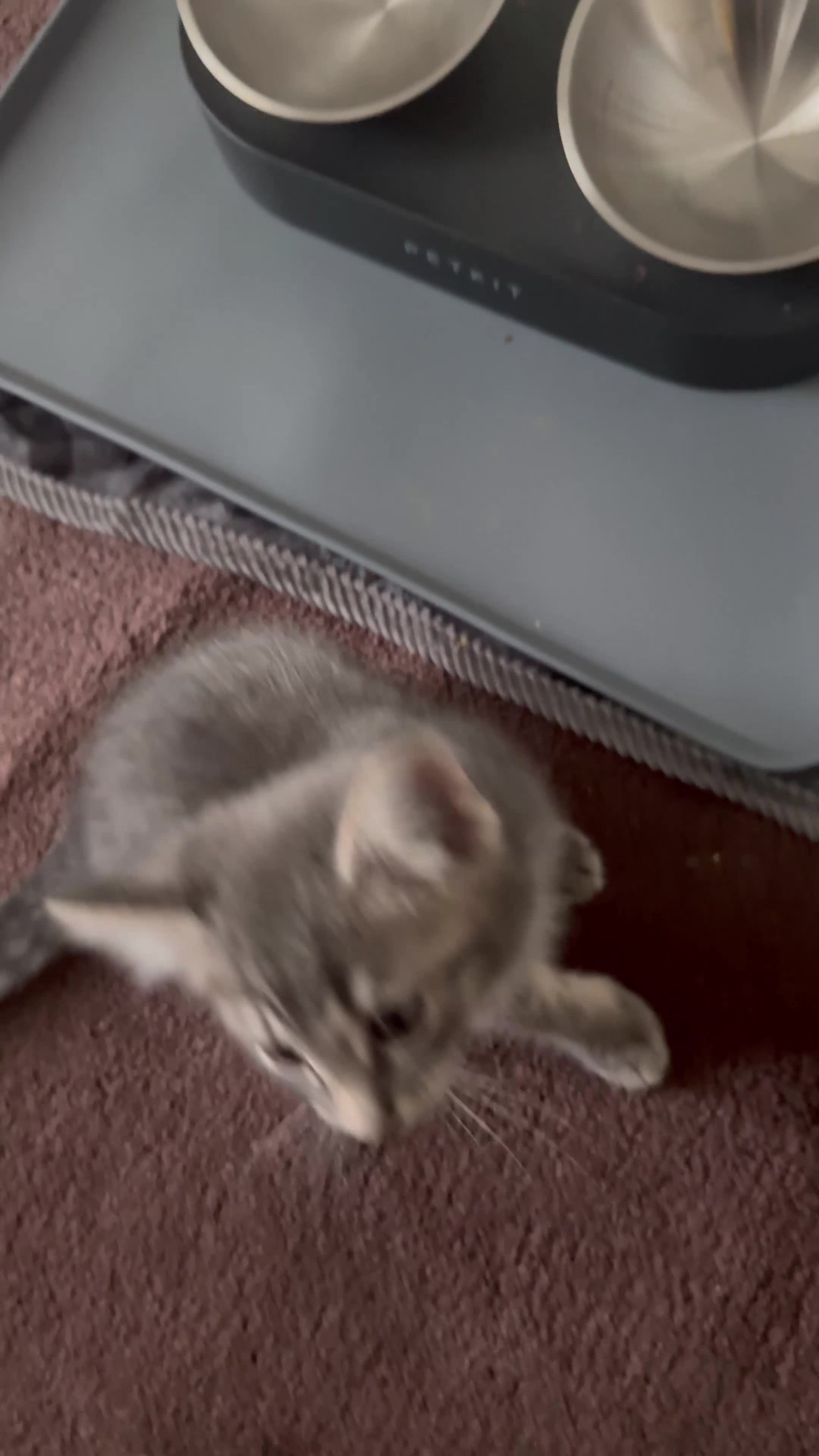 Norwegian Forest Cat cats for sale: Beautiful Bengal × Norwegian Forest Kitten - Video 1