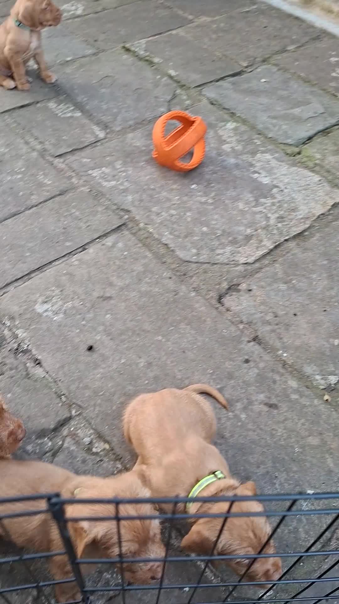 Hungarian Vizsla dogs for sale: 2 beautiful strong WH vizsla pups remaining. - Video 1