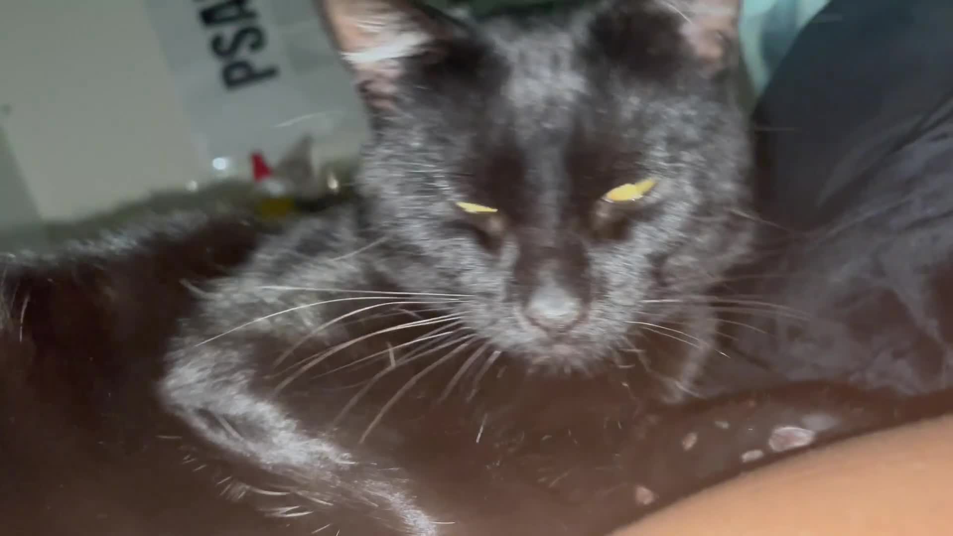 Mixed Breed cats for sale: Selling my cat Jasly  - Video 2