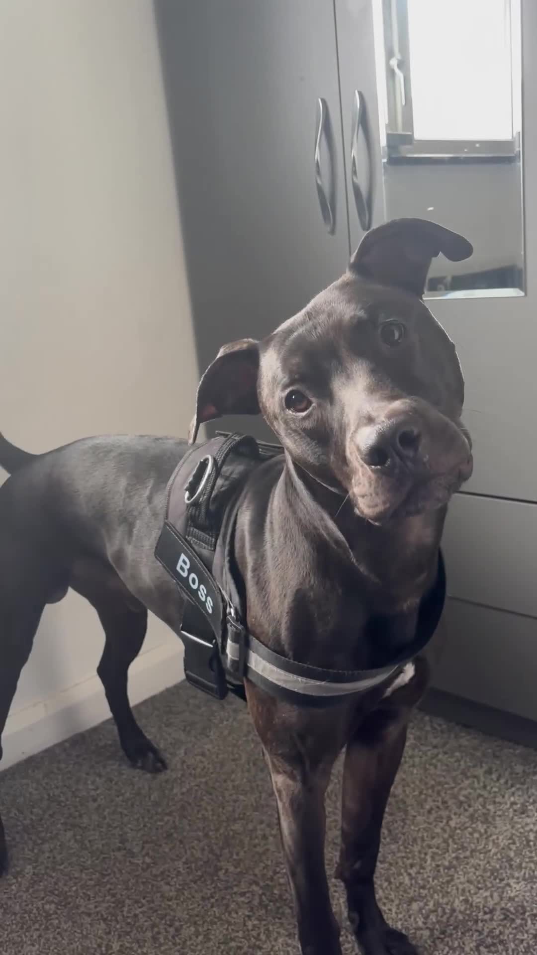 Mixed Breed dogs for sale: Greyhound cross - Video 1