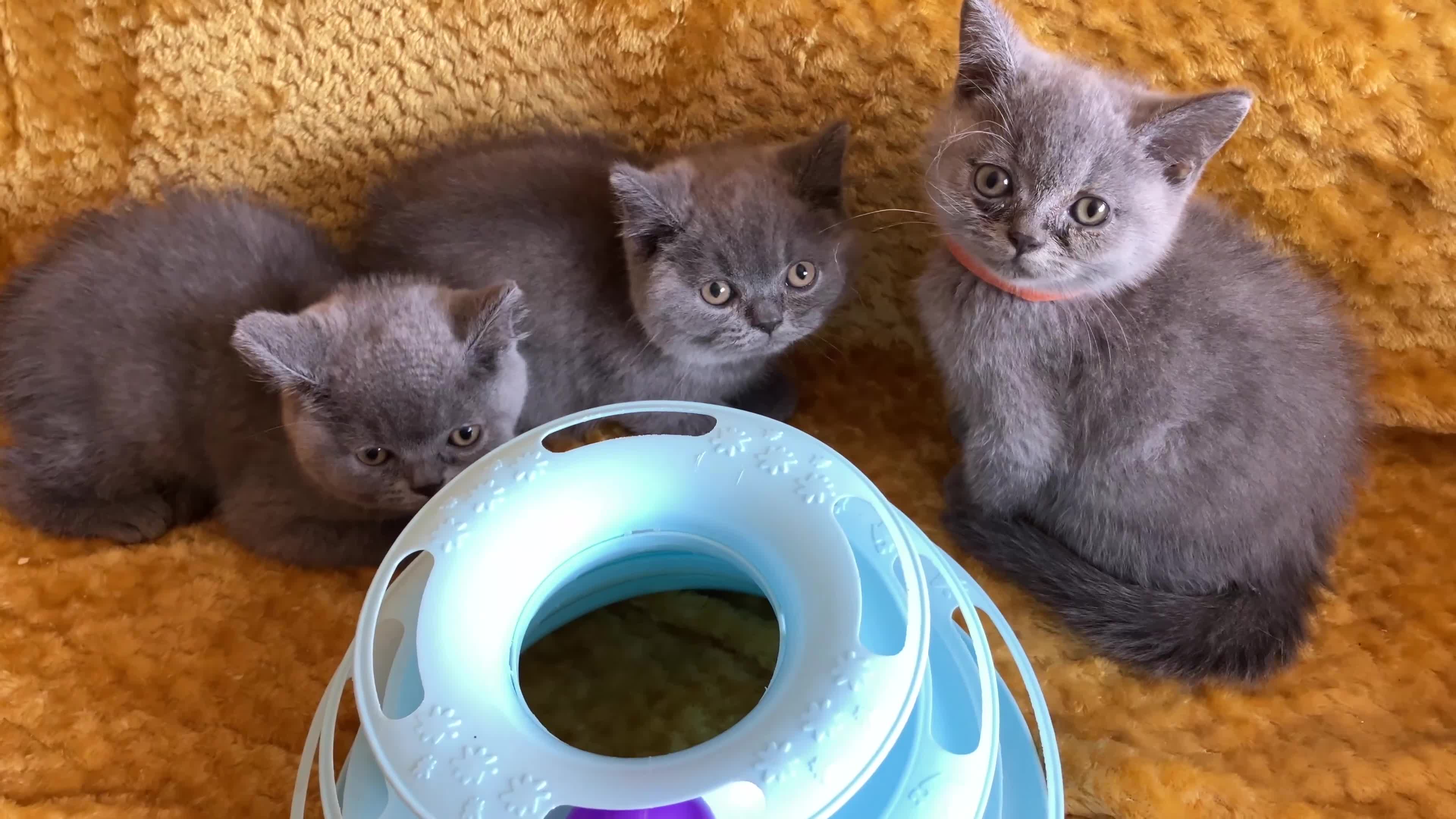 British Shorthair cats for sale: GCCF registered ChampionBloodline 5GENpedigree BSH - Video 4