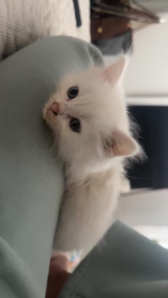 Ragdoll cats for sale: Beautiful cuddle Ragdoll girl kitten  in Canvey Island - Video 1