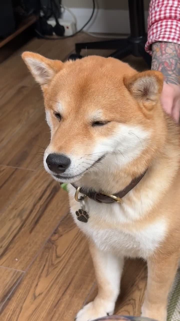 Japanese Shiba Inu dogs for sale: Dexter the Shiba Inu  - Video 1