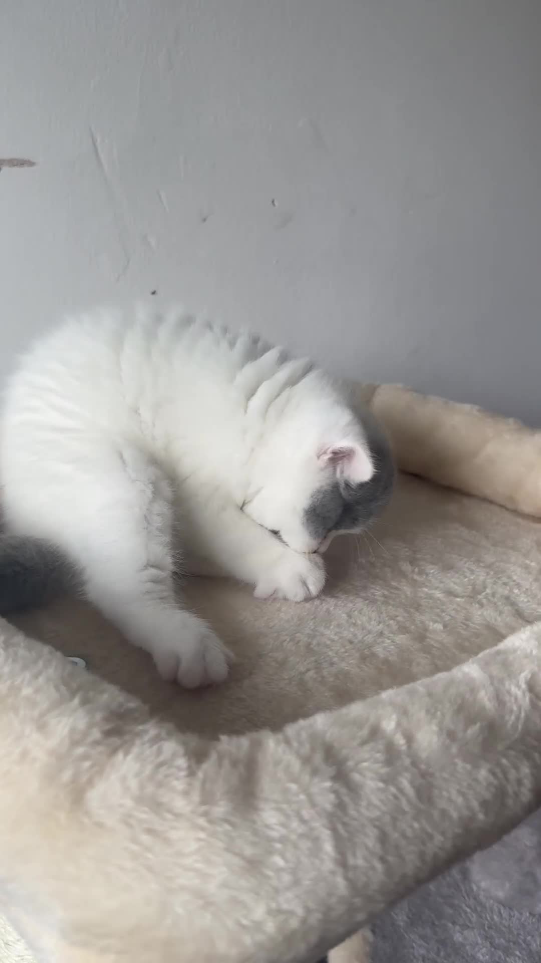 British Shorthair cats for sale: Gorgeous British shorthair and longhair💙💖🏆🏆 - Video 1