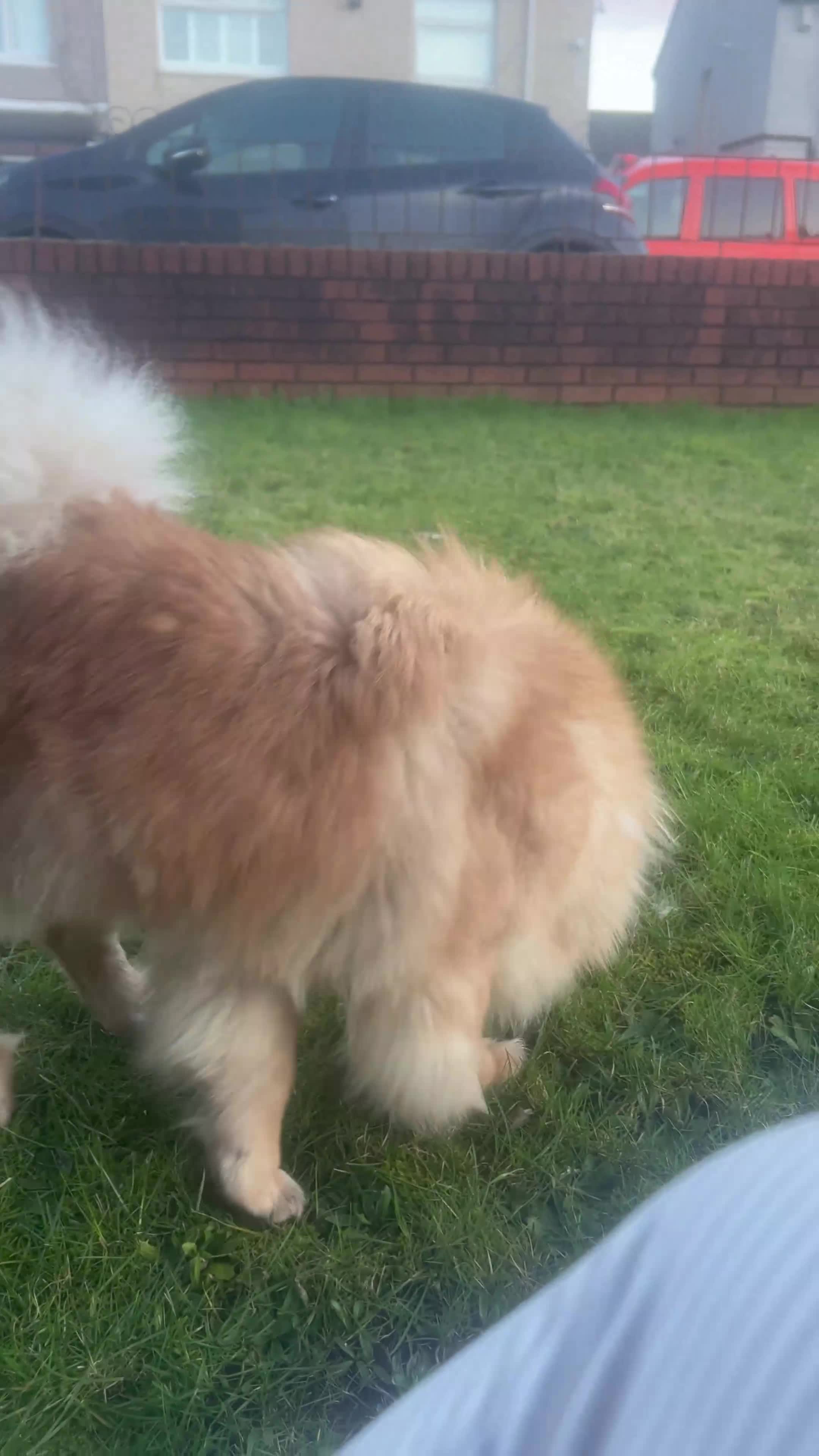 Chow Chow dogs for sale: Narla  - Video 1