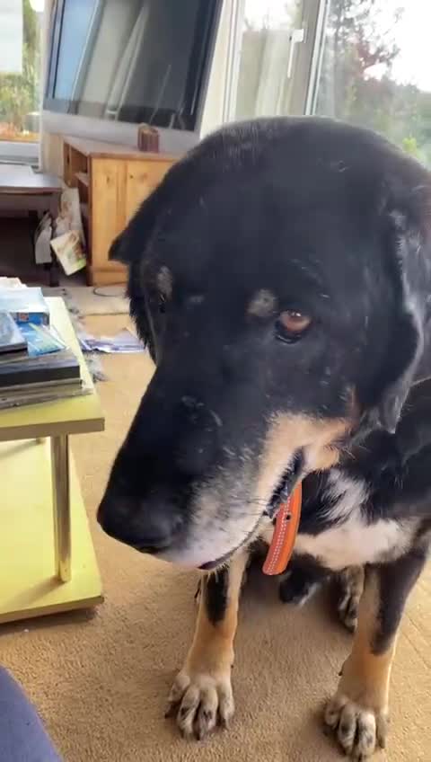 Mixed Breed dogs for adoption: Gentle giant Grandad needs a retirement home  in Plymouth - Video 2