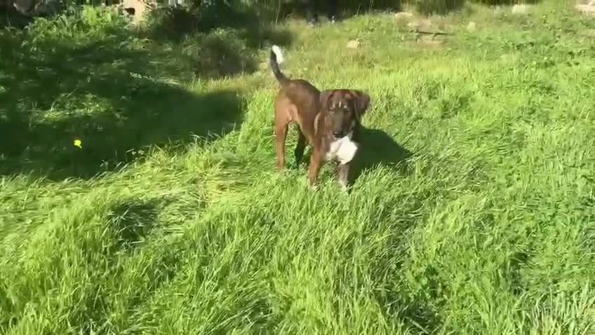 Mixed Breed dogs for sale: Handsome Enzo ready for his forever family - Video 2