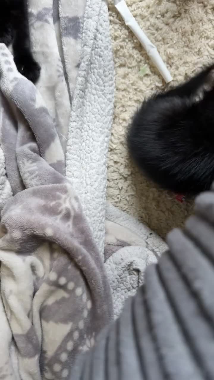 Mixed Breed cats for sale: 5 Beautiful Black Mixed Breed Kittens - Video 3