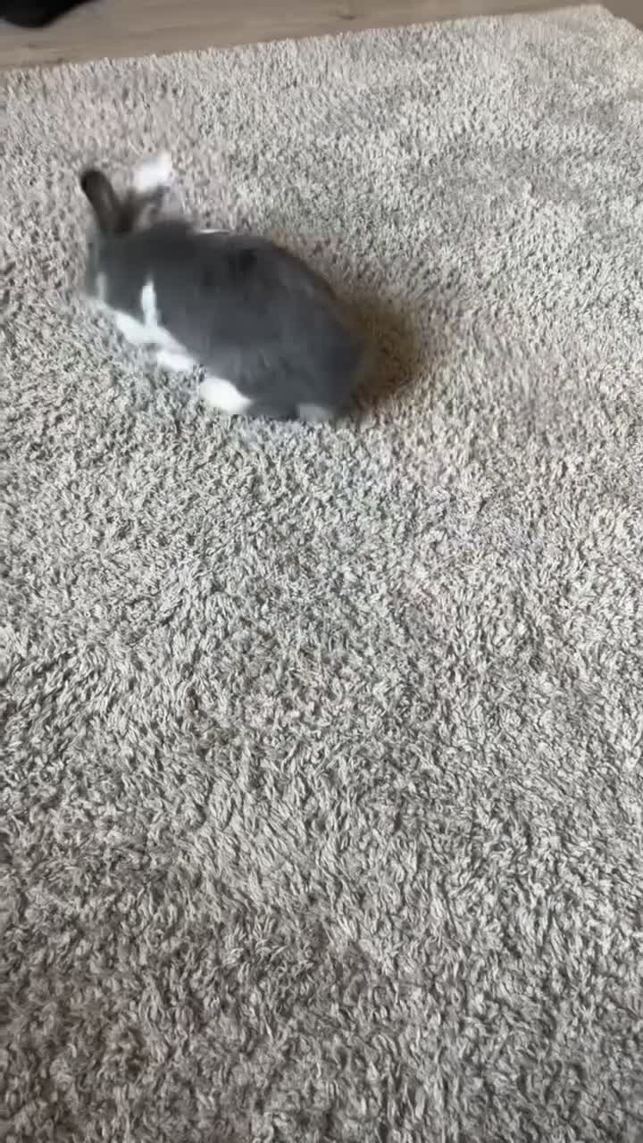 Mini Lion Lop rabbits for sale: Mini lion lop & setup  - Video 1