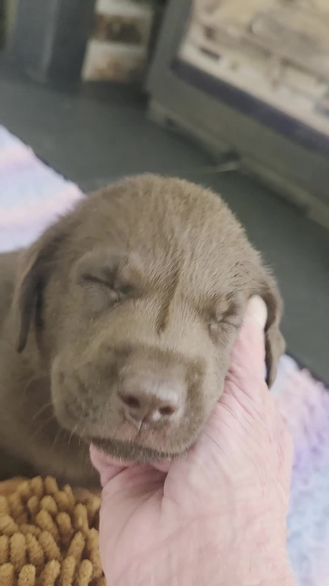 Labrador Retriever dogs for sale: Gorgeous Chocolate Labrador Puppies  - Video 1