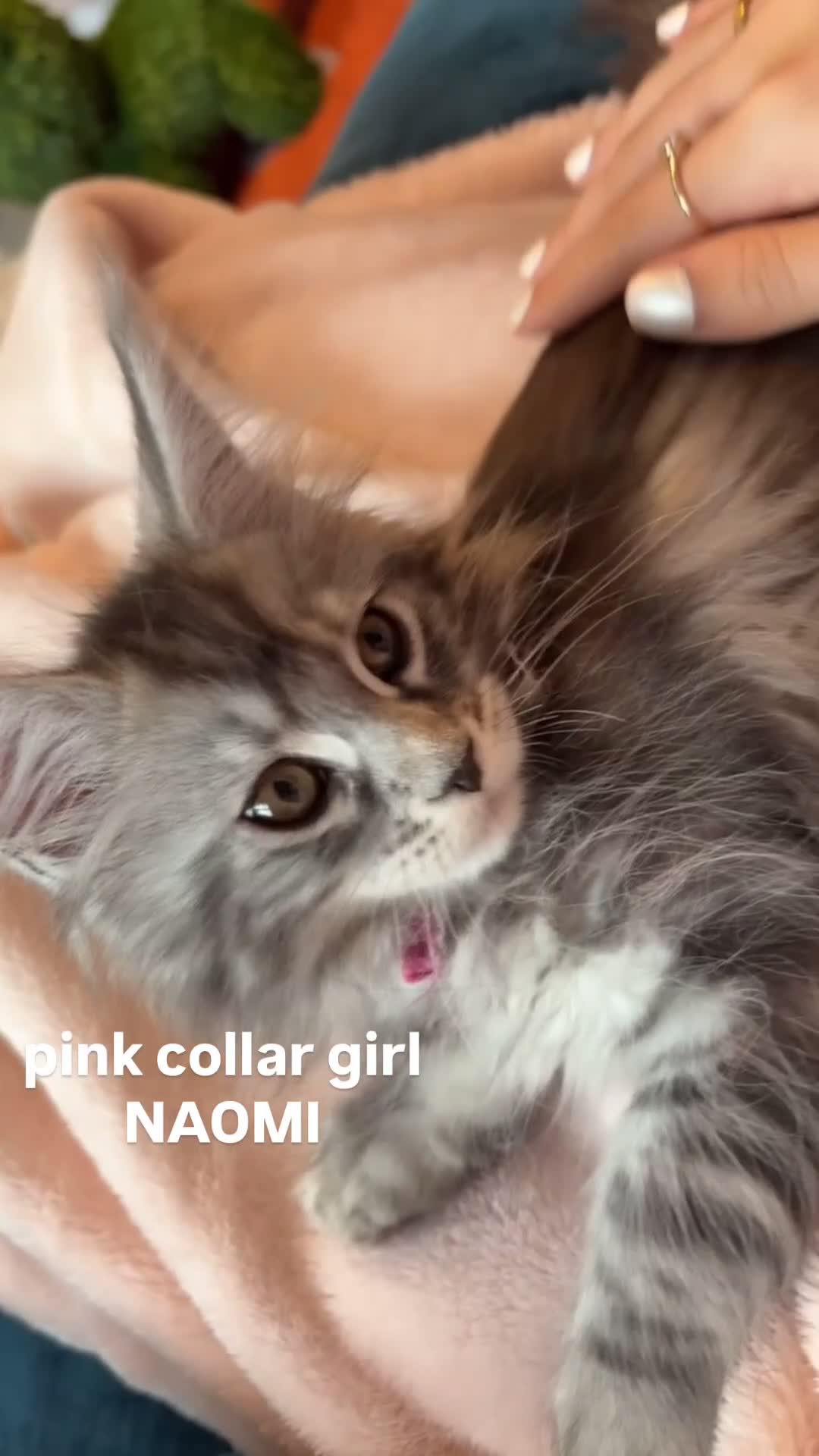 Maine Coon cats for sale: Gorgeous TICA Registered Maine Coon Kittens - Video 1
