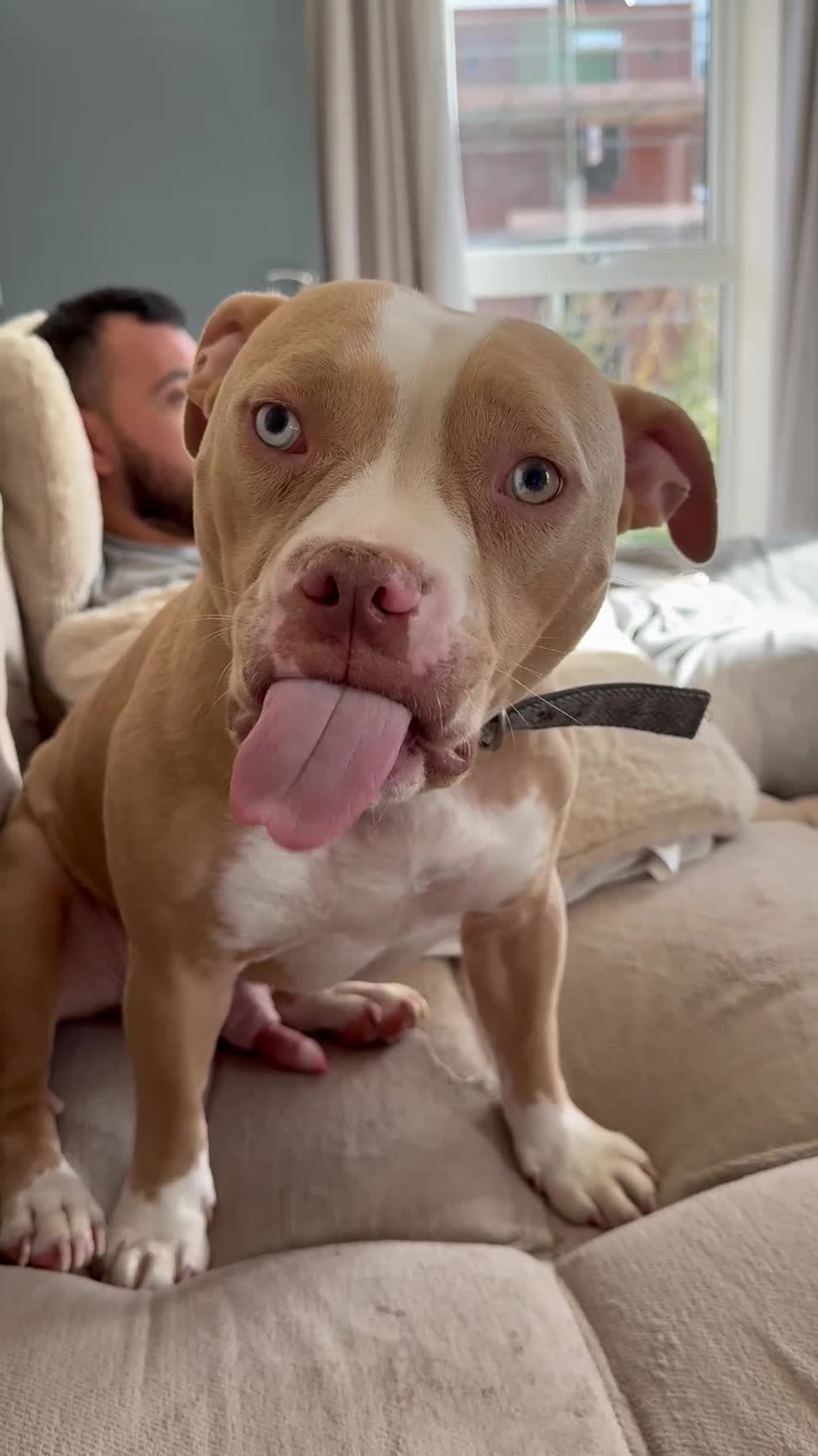 American Bulldog dogs for sale: Rehome - Video 2