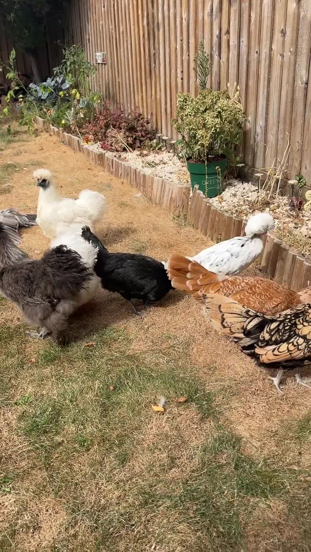 Chickens poultry for sale: Silkie hens and polish hens  - Video 2