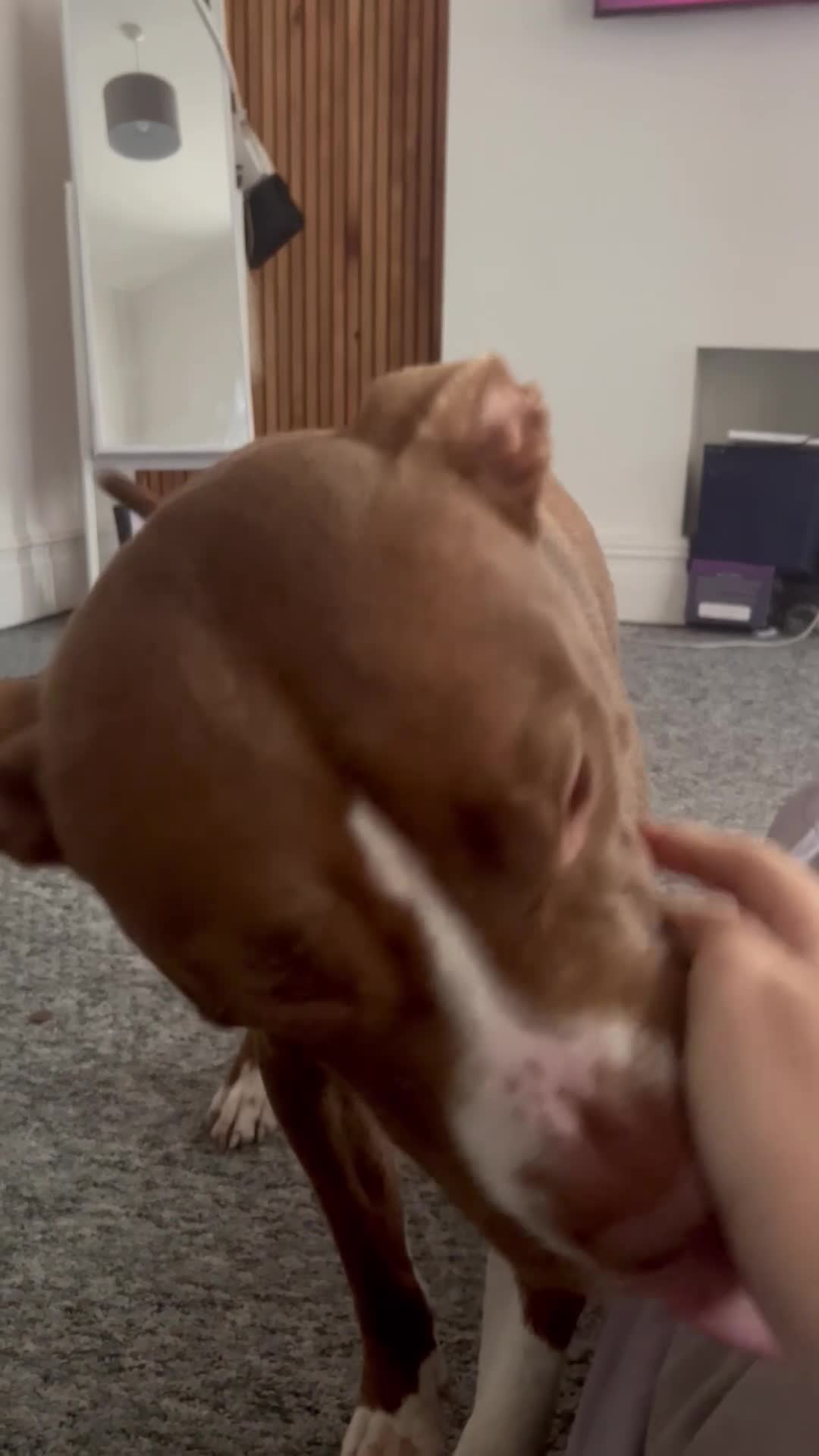 Mixed Breed dogs for sale: Chase  - Video 1