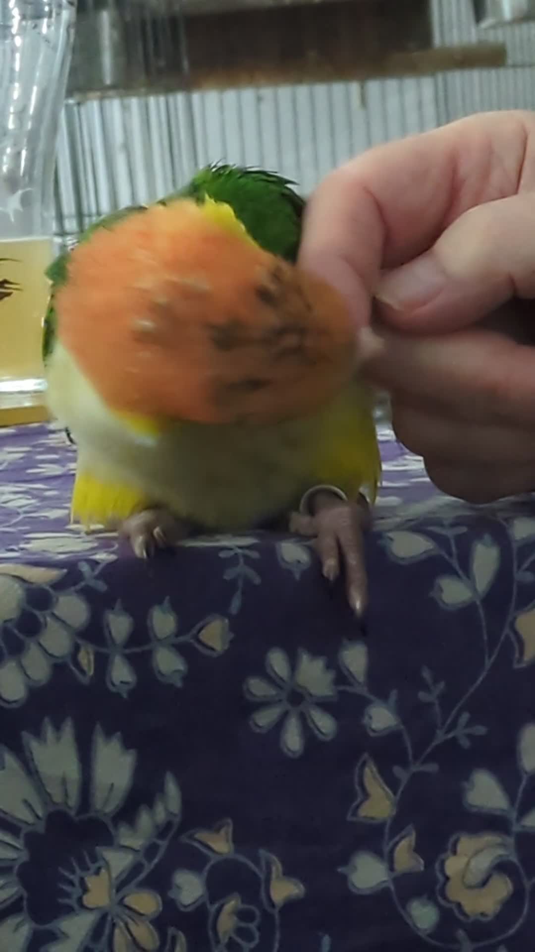 Parrots birds for sale: Yellow headed caiques baby girl very friendly - Video 4