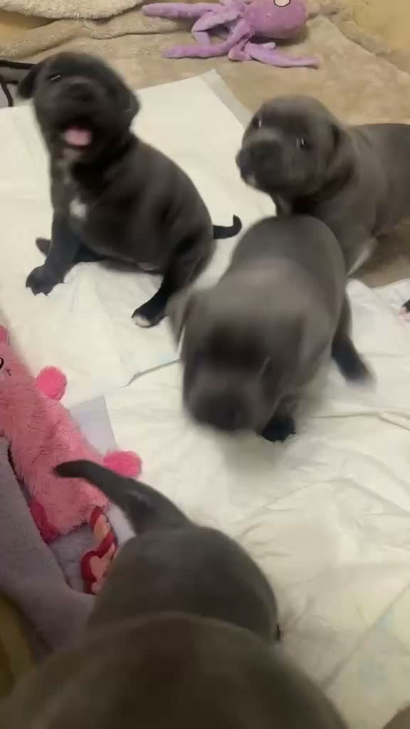 Staffordshire Bull Terrier dogs for sale: Staffordshire Bull Terrier Pups - 4 Gorgeous Pups in Spalding - Video 1