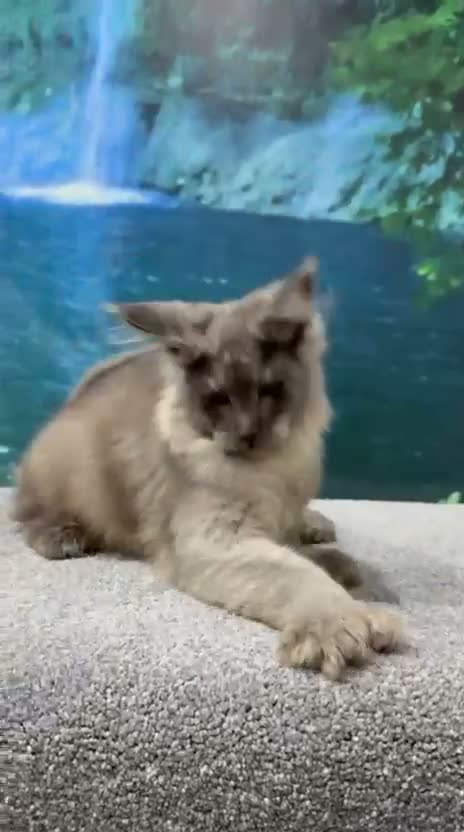Maine Coon cats for sale: High silver TICA Registered Maine Coon Kittens  - Video 3