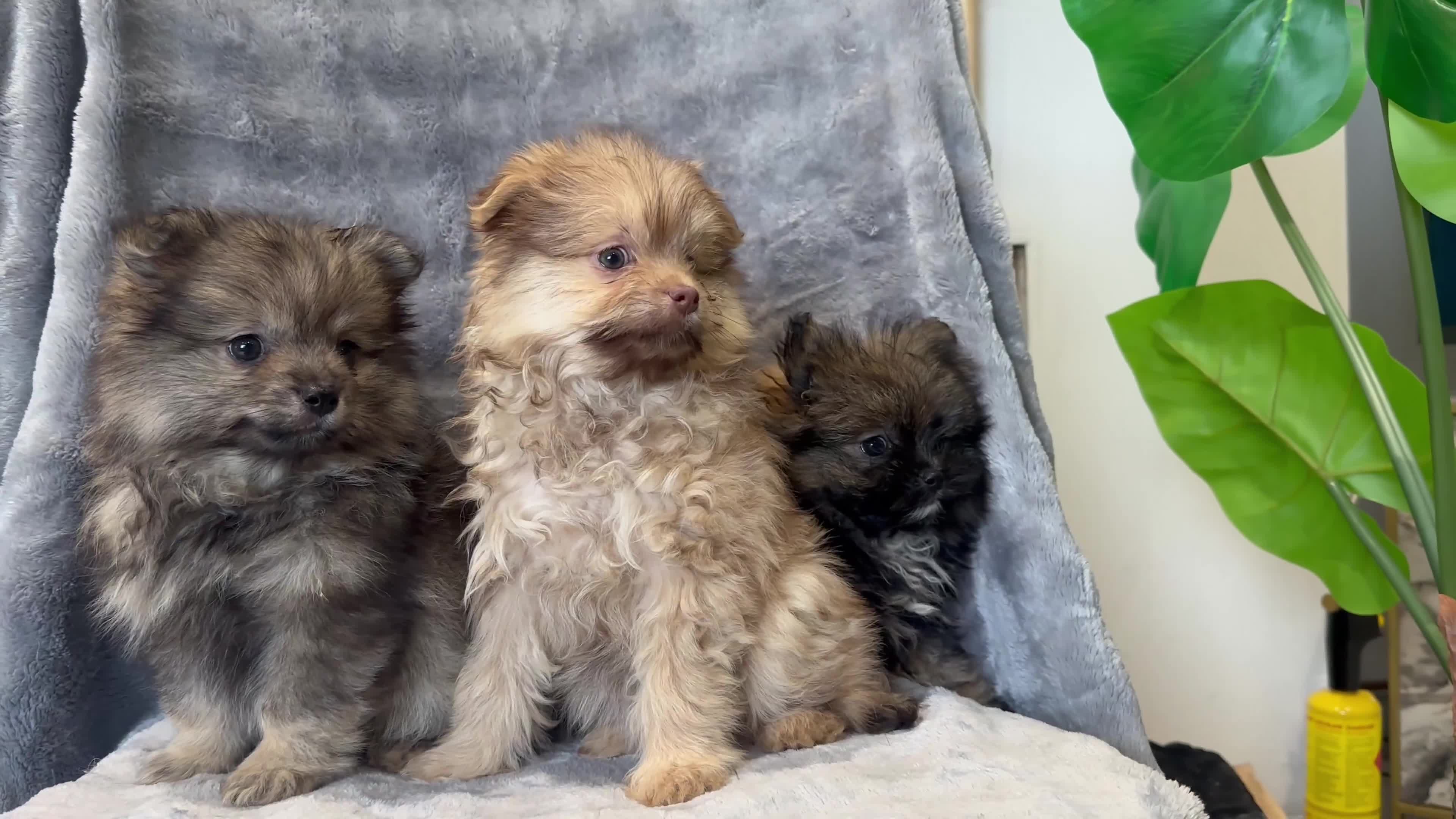 Pomeranian dogs for sale: Pomeranian Puppies BEAUTIFUL Ready Now  - Video 1