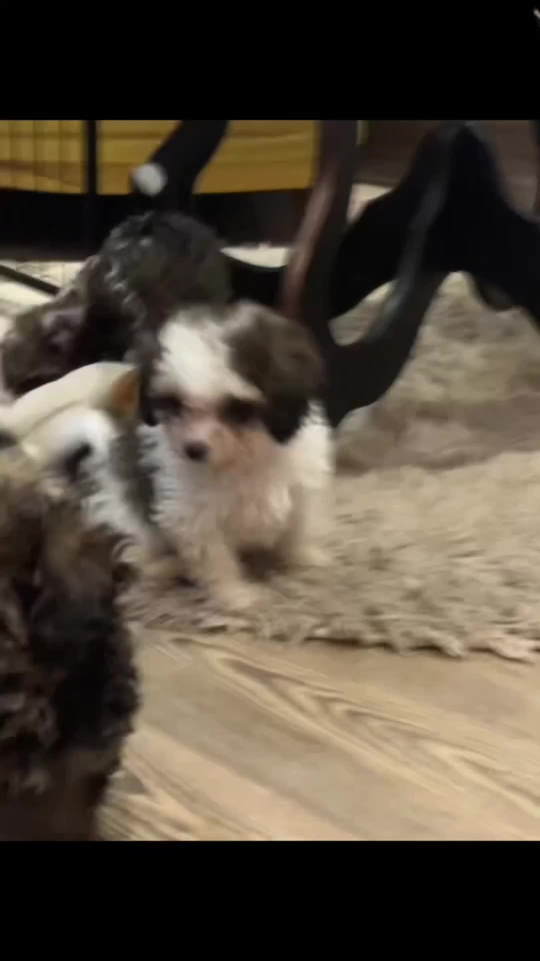 Cavapoo dogs for sale: WAITING LIST  - Video 1
