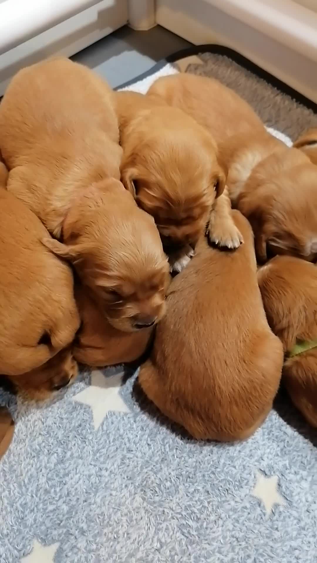 Golden Retriever dogs for sale: Stunning KC registered dark puppies - last 1 boy  - Video 4