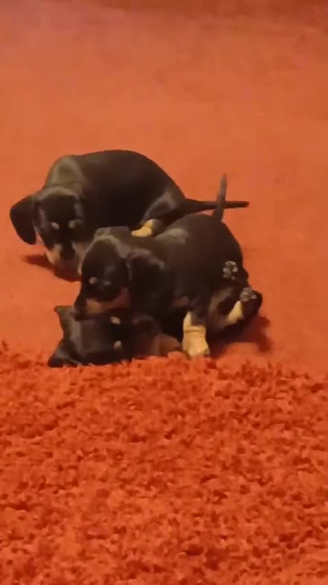 Miniature Dachshund dogs for sale: Miniature Dachshund Puppies  - Video 1