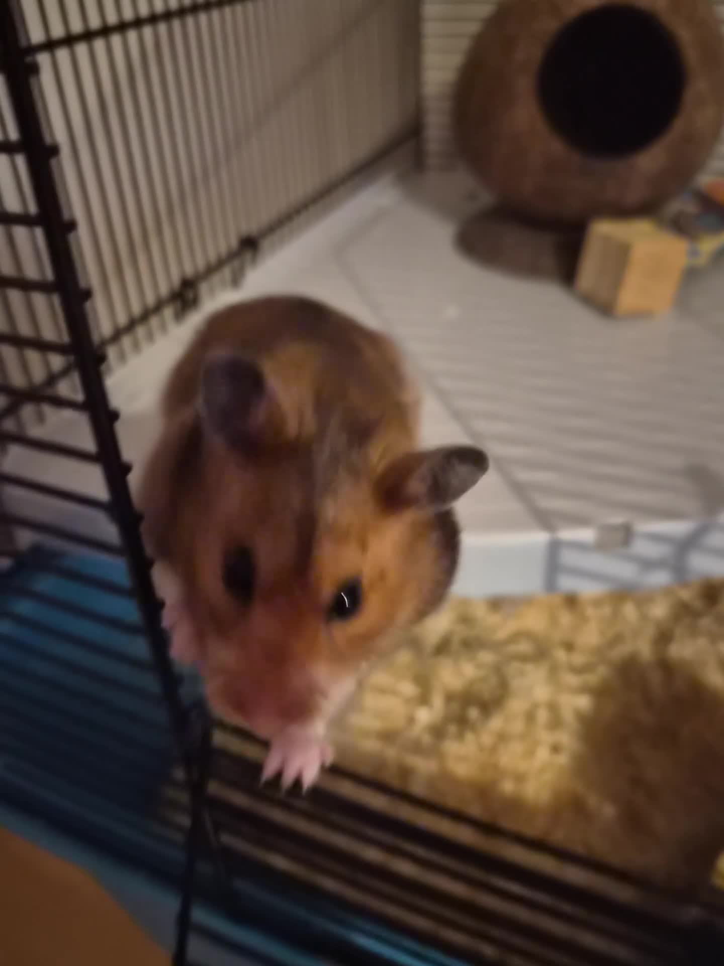 Hamster rodents for sale: Female Syrian hamster  - Video 1