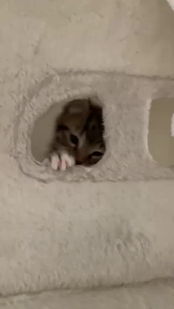 Mixed Breed cats for sale: Playful, fluffy babies  in London - Video 1