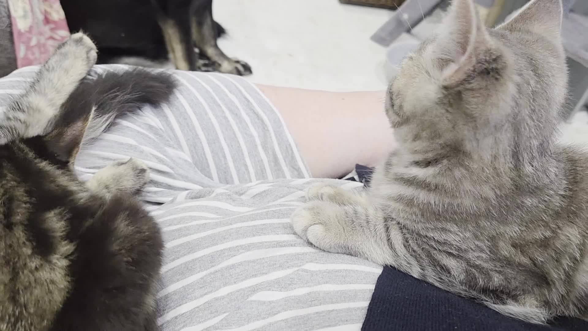 British Shorthair cats for sale: British shorthair x maine coon - Video 1