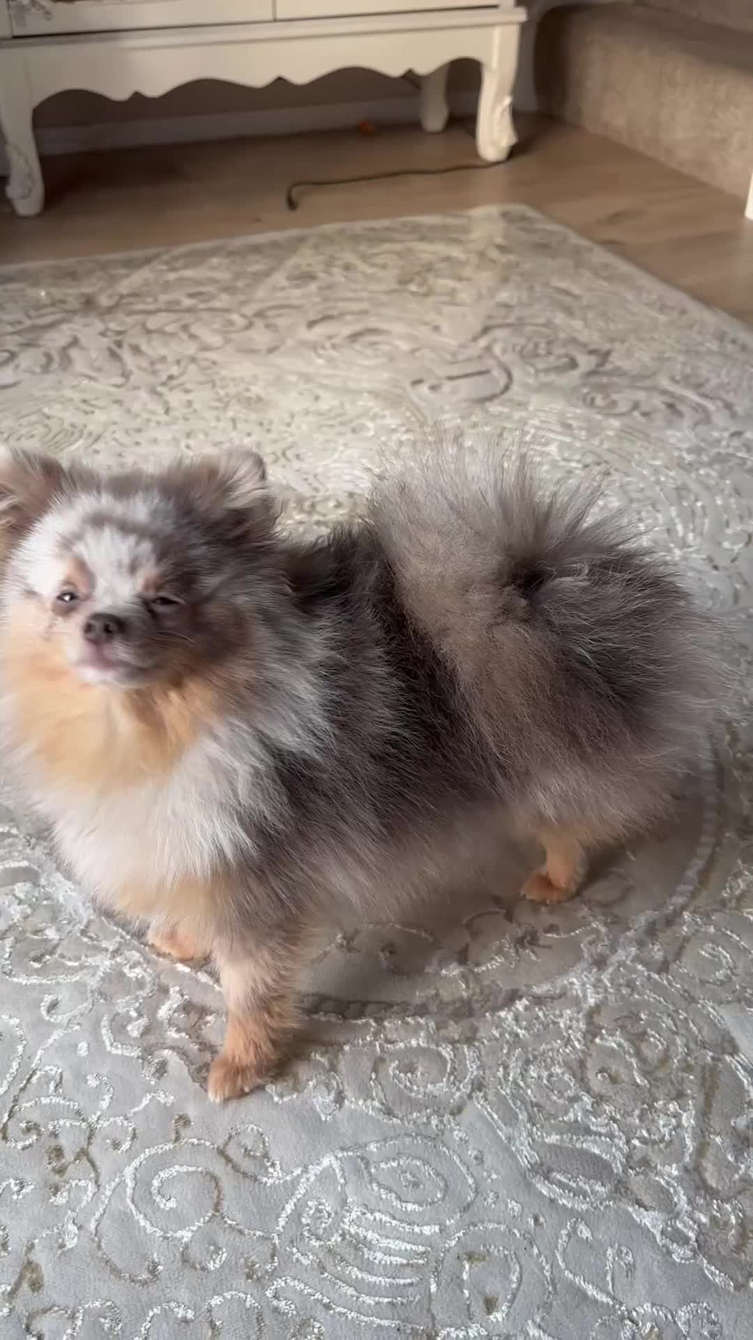 Pomeranian dogs for sale: Lilac Merle Pomeranian Girl 1 yrs  - Video 1