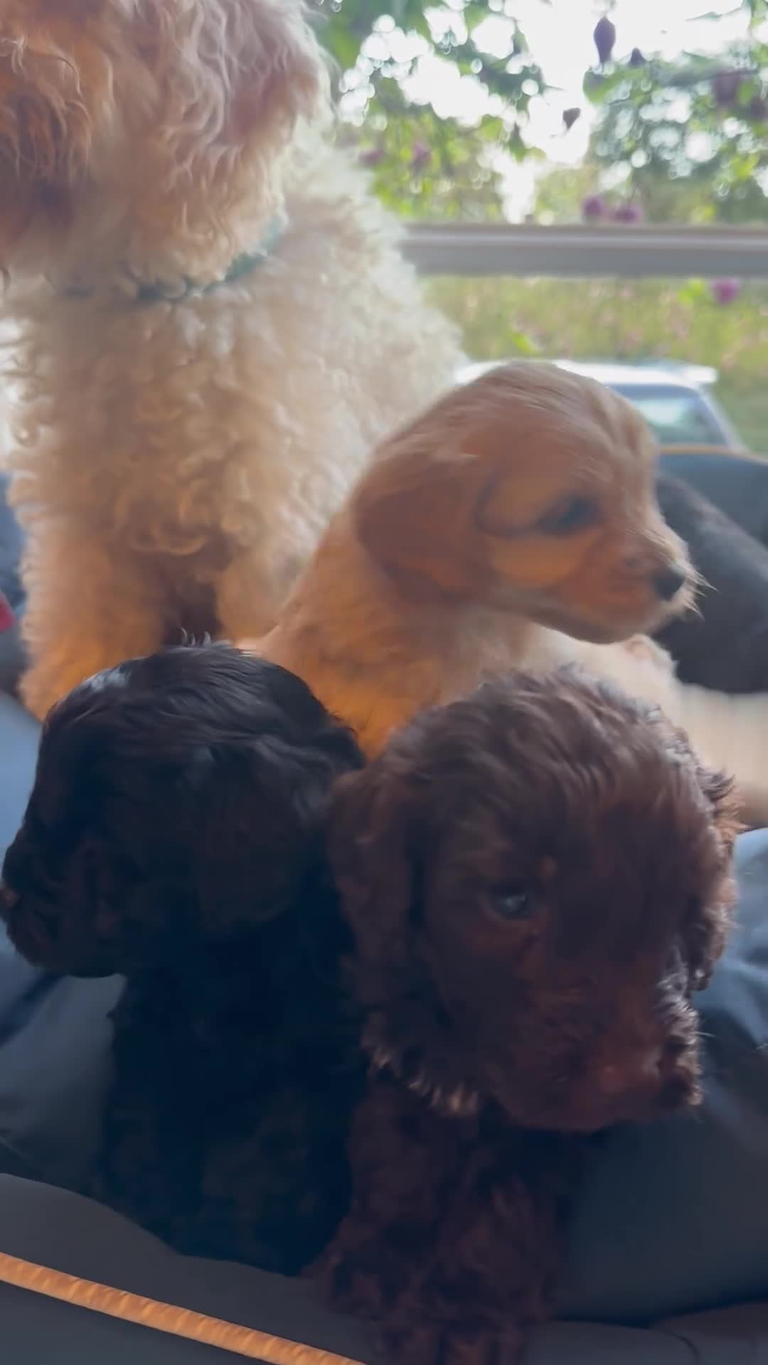 Cockapoo dogs for sale: F2 Cockapoo Puppies - Video 1