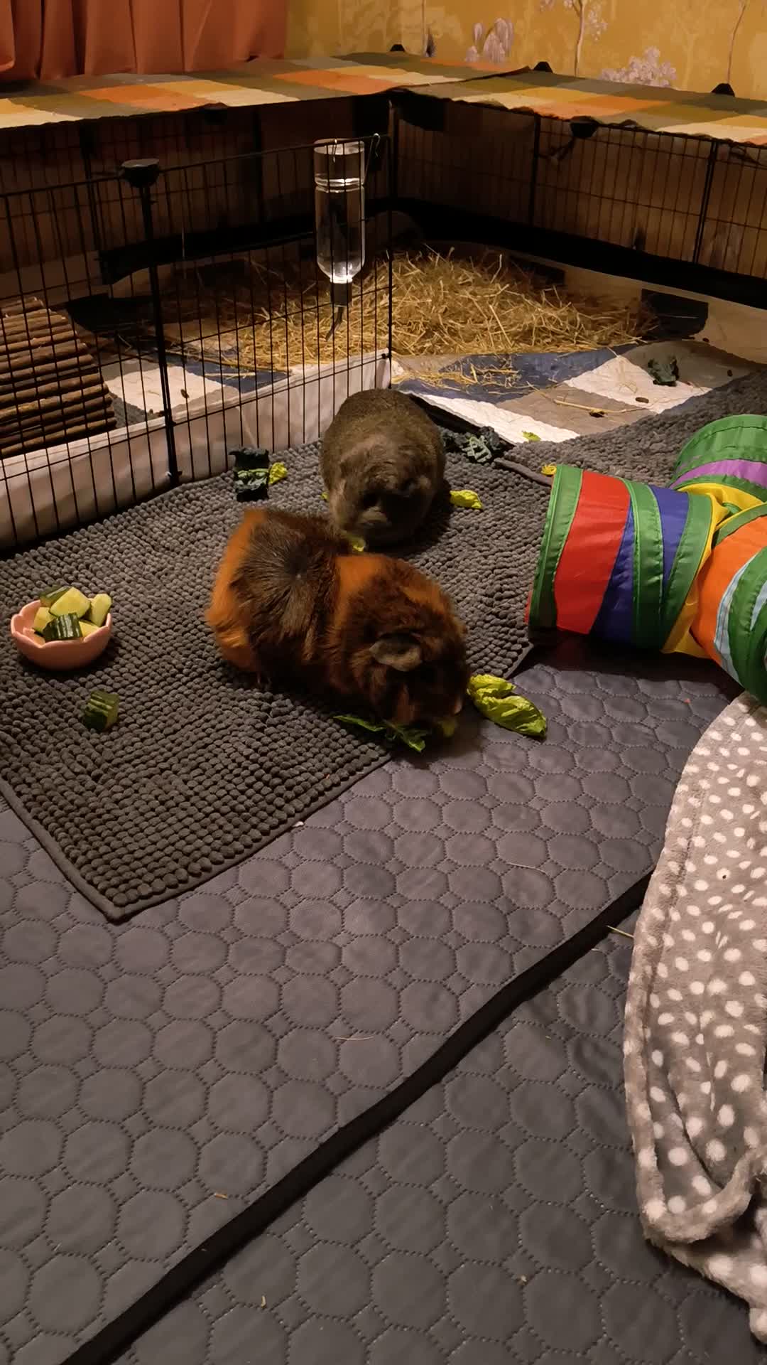 Guinea Pig rodents for sale: Two bonded male guinea pigs  - Video 2