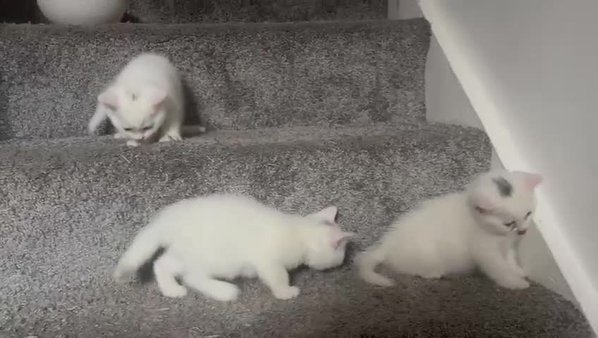 Mixed Breed cats for sale: Adorable mixed breed of Britishshorthair Kittens   - Video 2
