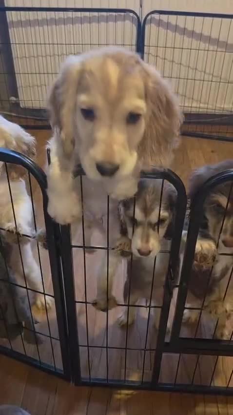 Cocker Spaniel dogs for sale: Cocker spaniel puooys - Video 2