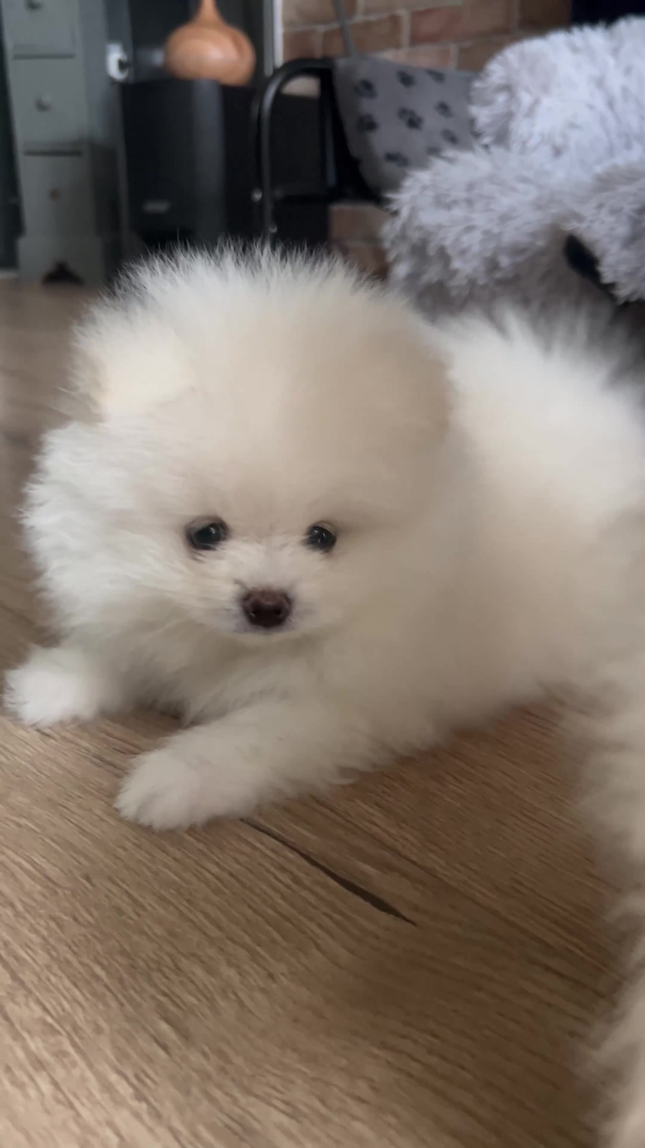 Pomeranian dogs for sale: Adorable White Teddy-Bear Pom Puppies! - Video 5