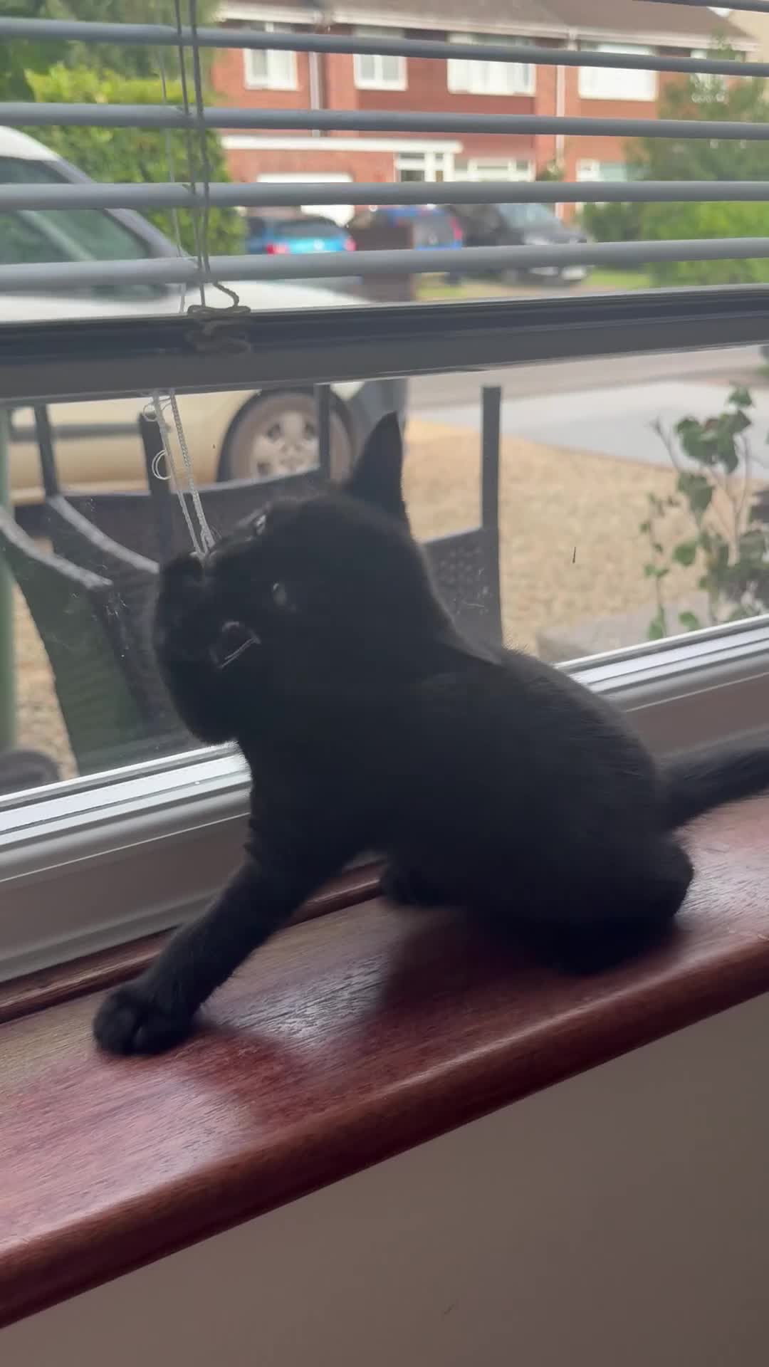 Mixed Breed cats for sale: jonipeterson@gmail.com - Video 3