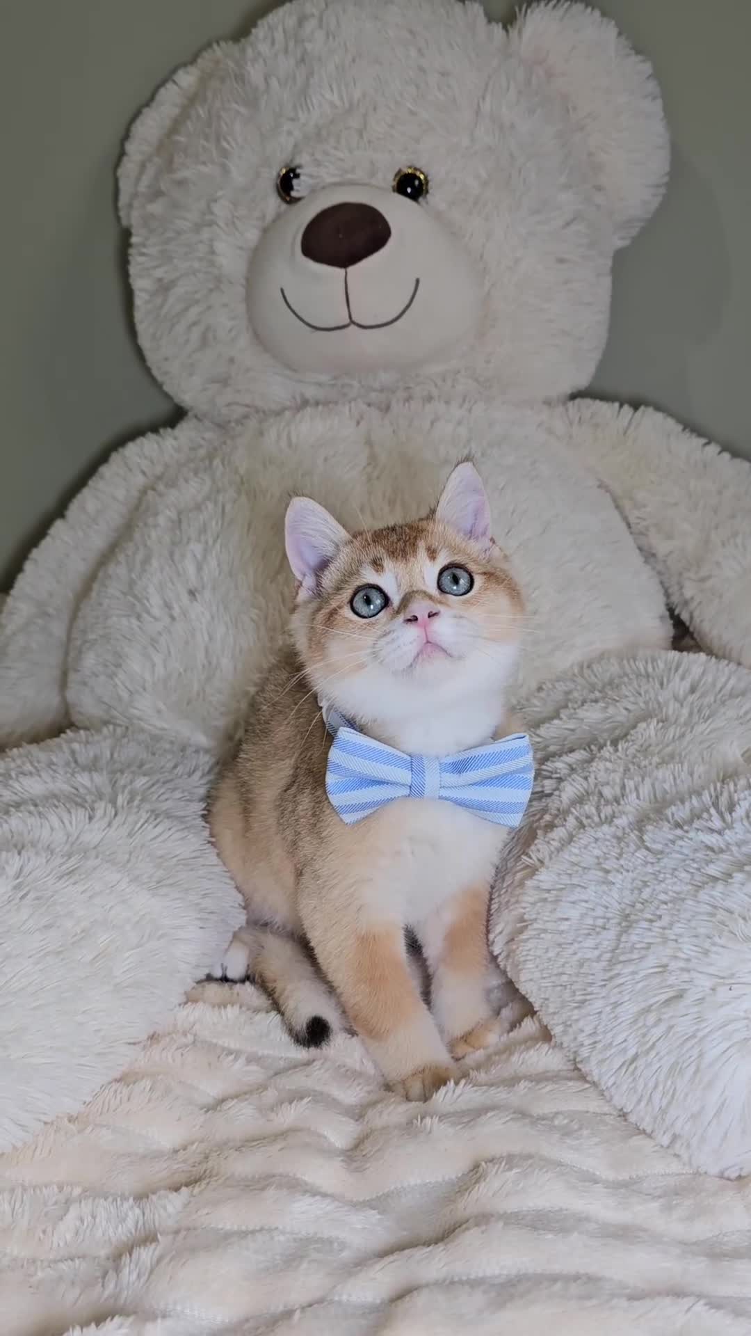 Scottish Fold cats for sale: READY NOW - TICA - SCOTTISH STRAIGHT BOY, NY12. - Video 5