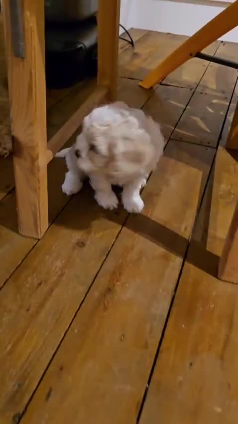 Cavapoochon dogs for sale: Gorgeous Cavapoochon girl  - Video 1