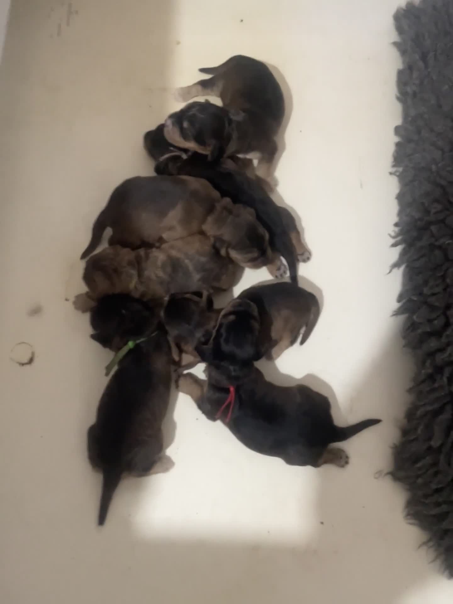 Cockapoo dogs for sale: F1 sable cockapoos ( parents dna health tested) - Video 1