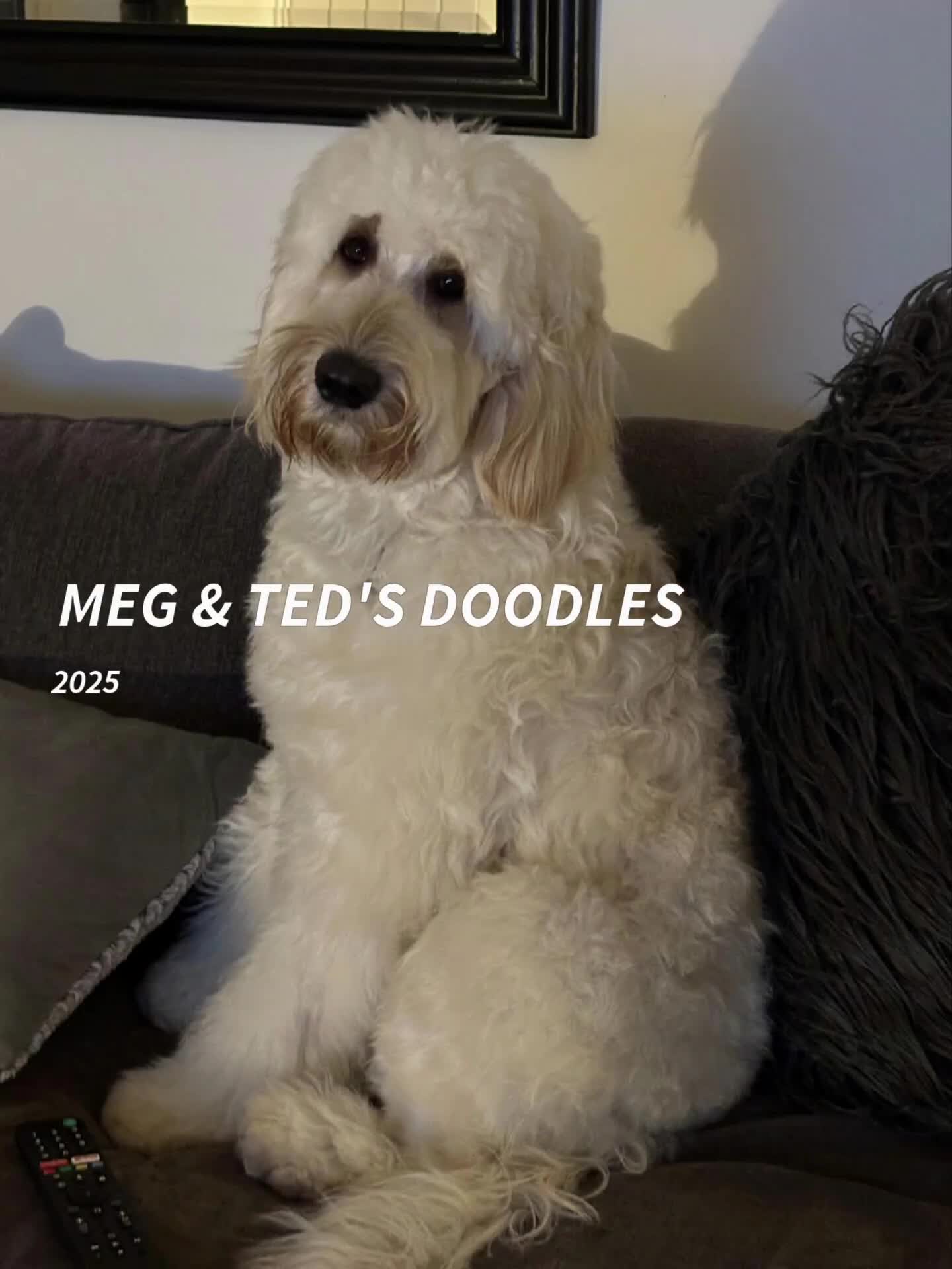 Double Doodle dogs for sale: Goldendoodle/Labradoodle  - Video 2
