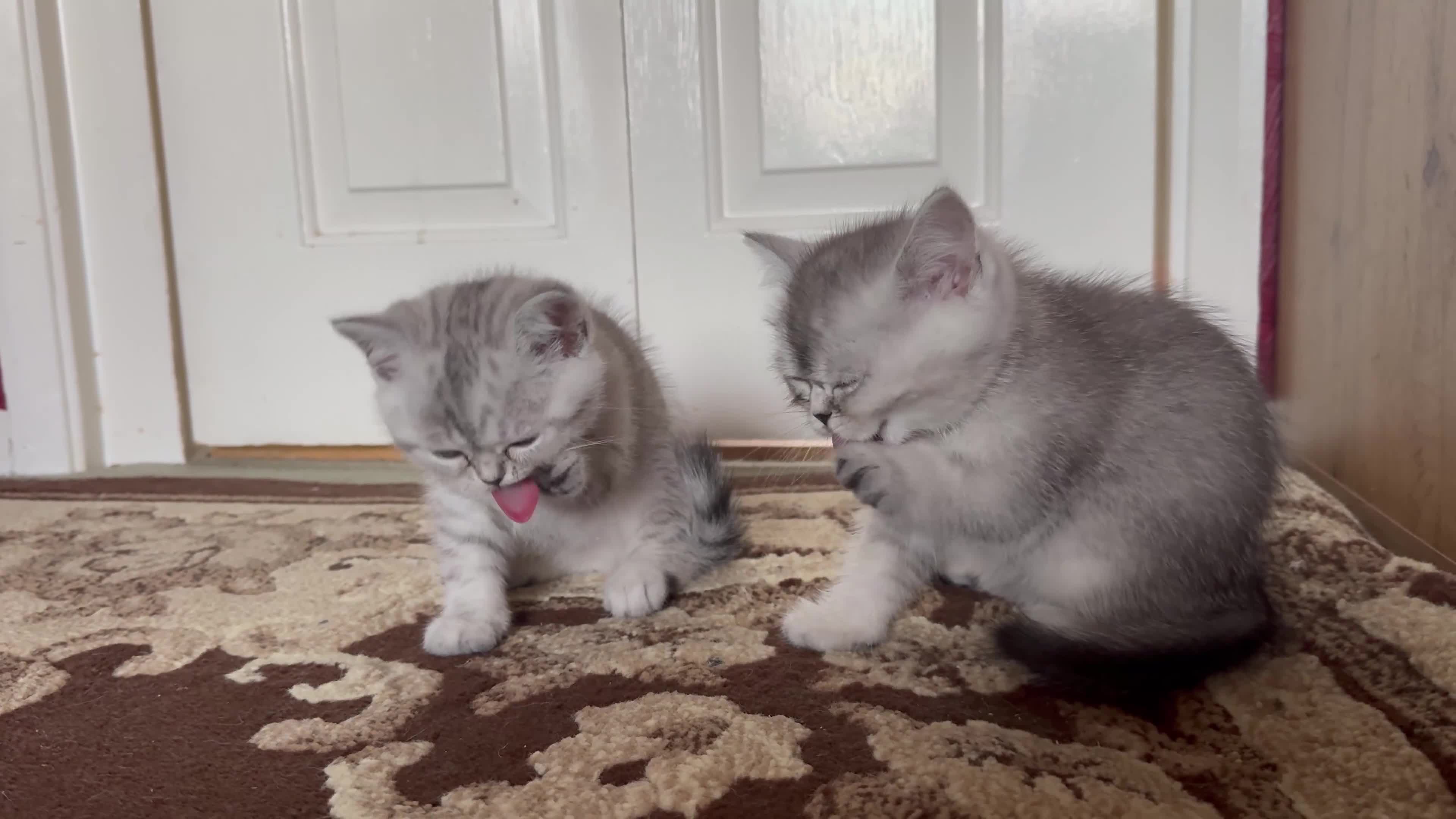 British Shorthair cats for sale: British Short Hair  - Video 1