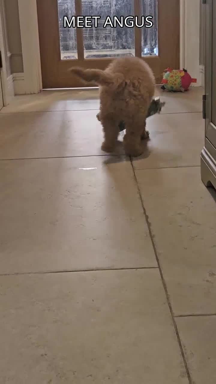 Mini Goldendoodle dogs for sale: F2B MINIATURE GOLDENDOODLES 🐾 FULLY VACCINATED ❤️ - Video 4