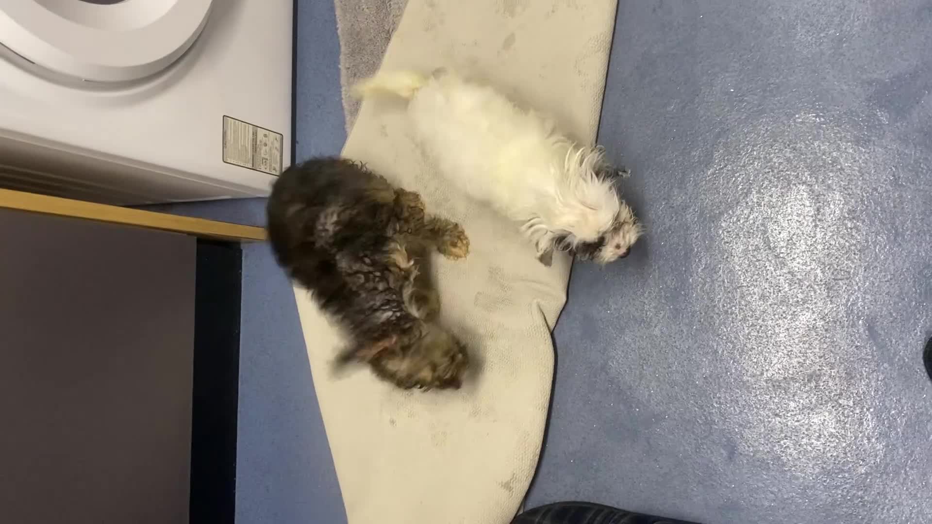 Cockapoo dogs for sale: 2 cockapoo pups ready for a new home 😊 - Video 1