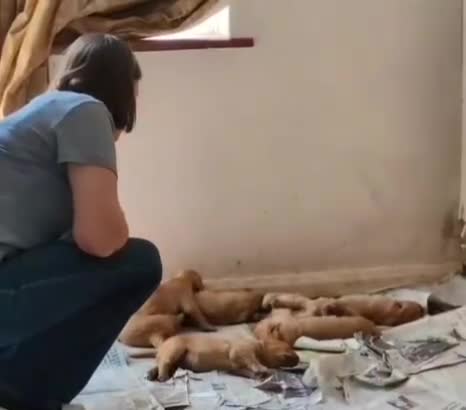 Golden Retriever dogs for sale: Two boys one girl  - Video 1
