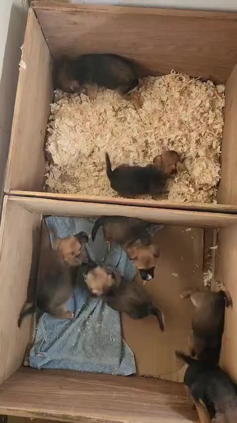Mixed Breed dogs for sale: Six lovely Borderjack puppies available - Video 3