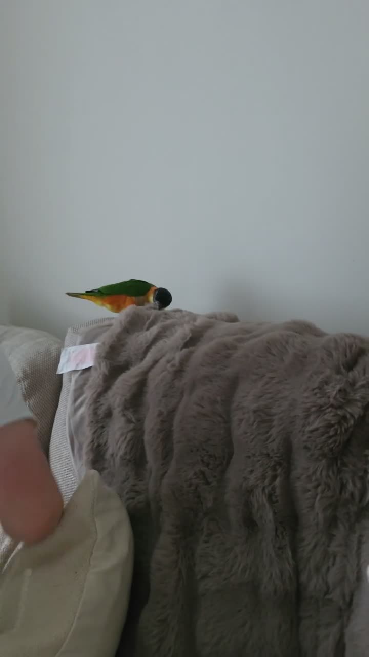 Parrots birds for sale: Black headed caique - Video 1